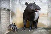北市動物園迎新成員！馬來貘Putri順產女寶寶　萌樣曝光