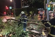 北市大安區1米路樹突倒塌　橫跨2車道幸無人傷