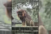 影/壽山動物園「濕獅」雨中演MV？「小辛」淋雨落寞爆紅