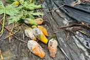 豪雨狂炸中南部！木瓜、芭樂慘落「重災戶」　嘉義獨扛近半