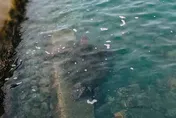 和平島驚見150公分綠蠵龜！疑隨漲潮誤闖　珊瑚花園水池急關閉