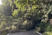 南橫禮觀路段路樹倒塌！公路局急封路　預計17時搶通