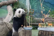 北市動物園大貓熊「圓圓」22歲生日 　「蔬果列車」慶生現場曝