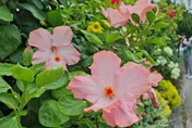 台北新生公園扶桑花盛開！粉葉、玉葉金花輪番登場