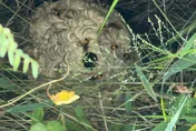 影/選舉看板驚現籃球大虎頭蜂窩　彰化消防連夜摘除