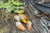 雨神揮刀！中南部農損破2.2億　高雄慘成重災區