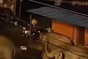 奇景！50頭野象夜闖雲南村落覓食　居民：沒見過這麼大陣仗