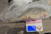 北市抽驗水產品！金泰海膽鎘超標　都一處黃魚驗出禁藥