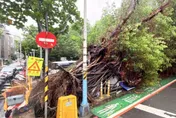 北市大安區10米高路樹突倒塌　4車遭壓毀損幸無人傷