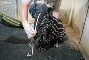 台北市立動物園馬來貘寶寶「2週長壯2倍」　學媽咪啃菜吃