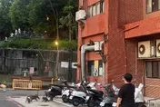 太震撼！中山大學宿舍獼猴「集體垂降」 網看傻：AI都沒那麼瘋