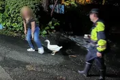 影/帶寵物鴨夜遊迷途！恆春男女困龍磐公園　凌晨自行脫困