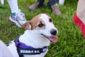 台中消防局退役搜救犬回娘家！　天天玩具美食變「圓潤」了