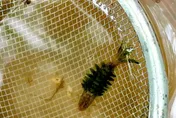 新物種？終南山驚見「翠綠怪蟲」　專家揭真相藏「藻類新發現」