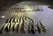 綠鬣蜥肆虐！屏東9/15起執行「護豆專案2.0」　範圍擴至7鄉鎮