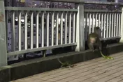 影/本土派勝！高雄萬壽山橋台灣獼猴抓綠鬣蜥　網笑打工賺蕉