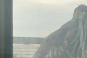 陽台驚見珍貴保育類「鳳頭蒼鷹」　網驚：你家是風水寶地