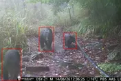 首度直擊黑熊蟄居！林業署公開珍貴畫面　啟動AI防熊