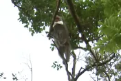 中山大學設誘捕籠抓獼猴　動保處：抓到成猴安排節育野放
