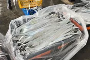 東北角白帶魚肥美上市　在地漁民教香煎秘訣