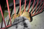 苗栗小山羌誤闖民宅卡鐵門腹部濺血　警火速救援
