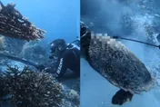 影/潛水圈氣炸！傳陸籍教練印尼獵海龜還烹煮　登機離境前遭截