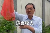 綠鬣蜥大軍入侵立委家！蘇清泉「徒手活捉」籲政府加強根除