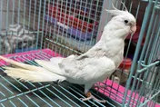幫蜜袋鼯、鸚鵡找新家！　桃園9/20辦特寵認養