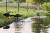 后里環保公園黑天鵝上演「餵魚秀」　叼飼料給魚群超可愛
