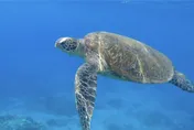 網路熱議小琉球遊客摸海龜！海巡查獲當事人　最高恐罰30萬