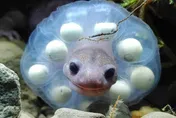 玉管處2生態專書獲獎！直擊阿里山山椒魚「卵串套頭」