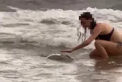 影/眾人喊「不要」！德國女遊客仍摸海龜遭依法送辦