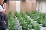 影/嘉義透天厝藏高科技大麻廠！「扦插法」1株變67株
