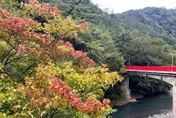 偷跑一個月！武陵農場楓葉提前轉紅　賞楓季搶先開跑
