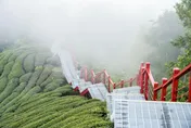 中秋連假訪嘉義！二尖山步道品嘗山中美食　茶園稜線賞山景