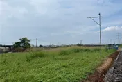 生態給付計畫奏效　瀕危草鴞進駐高雄燕巢農地