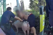 影/等紅燈突降「新鮮大豬肉」！高雄26歲貨車駕駛慘罰1.8萬