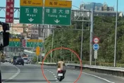 影/國1驚見《進擊的巨人》機車版！男騎士光溜溜狂飆
