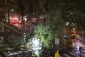薔琵颱風狂襲！台北民生社區15米路樹「攔腰倒路中」　雙向交通受阻