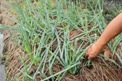 颱風薔琵致農損逾1.5億元　宜蘭達全品項救助標準