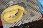 颱風夜逃家！永和2米黃金巨蟒竄遊　民眾嚇壞通報動保