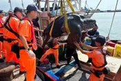 影/高雄蚵子寮外海誤捕2米巨型革龜　驚險野放全紀錄