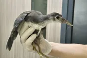 釣魚完亂丟釣線害慘牠！「苦雞仔」險截肢喪命　動保處急救援