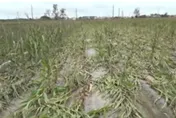 薔琵颱風重創全台農損飆6.6億　雲林傷最重