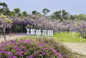 賞花祕境掰了！淡水「紫藤花園」頻遭檢舉　創辦人宣布關閉