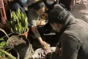 台中近40貓被燒死「飼主痛譙鄰居後下跪道歉」！動保處說話了
