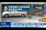 遇兇猛狒狒教戰手則！「4不1放」要注意　露齒笑等於挑釁牠