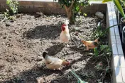 獨／全台鬧蛋荒！彰化這間小學校雞超會生　學生天天撿蛋成「滿蛋大亨」