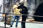 動物園「黑熊瘦成老鼠」？遊客心疼營養不良　園方：夏天掉毛才顯瘦