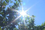 今迎接夏至！「5生肖」運勢像太陽般火熱　第Top1名利雙收